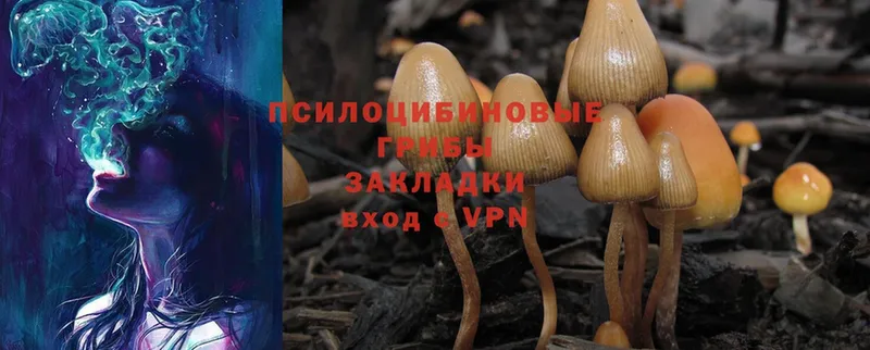 закладки  Ейск  Галлюциногенные грибы Psilocybe 